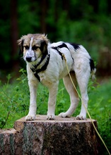 KUKKA, Hund, Mischlingshund in Burgthann - Bild 8