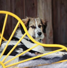KUKKA, Hund, Mischlingshund in Burgthann - Bild 9