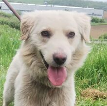 STEVEN, Hund, Mischlingshund in Slowakische Republik - Bild 1