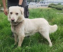 STEVEN, Hund, Mischlingshund in Slowakische Republik - Bild 2