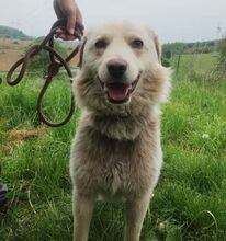 STEVEN, Hund, Mischlingshund in Slowakische Republik - Bild 3