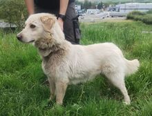 STEVEN, Hund, Mischlingshund in Slowakische Republik - Bild 4