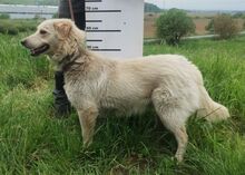 STEVEN, Hund, Mischlingshund in Slowakische Republik - Bild 5
