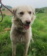 STEVEN, Hund, Mischlingshund in Slowakische Republik - Bild 6
