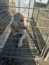 STEVEN, Hund, Mischlingshund in Slowakische Republik - Bild 7