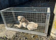 STEVEN, Hund, Mischlingshund in Slowakische Republik - Bild 8