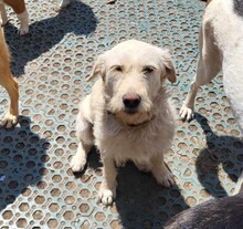 AISHA, Hund, Mischlingshund in Bayerbach - Bild 1