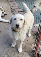AISHA, Hund, Mischlingshund in Bayerbach - Bild 2