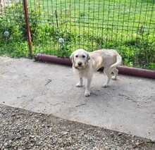 AISHA, Hund, Mischlingshund in Bayerbach - Bild 4