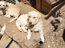 AISHA, Hund, Mischlingshund in Bayerbach - Bild 5