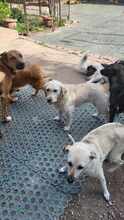 AISHA, Hund, Mischlingshund in Bayerbach - Bild 6
