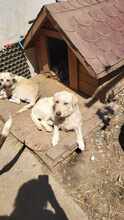 AISHA, Hund, Mischlingshund in Bayerbach - Bild 7