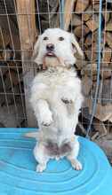 AISHA, Hund, Mischlingshund in Bayerbach - Bild 9