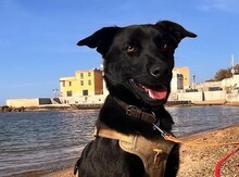 SOSO, Hund, Mischlingshund in Italien - Bild 1
