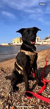 SOSO, Hund, Mischlingshund in Italien - Bild 10