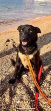 SOSO, Hund, Mischlingshund in Italien - Bild 11