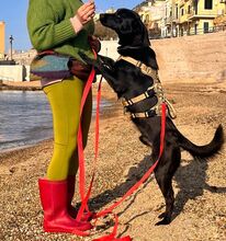 SOSO, Hund, Mischlingshund in Italien - Bild 12