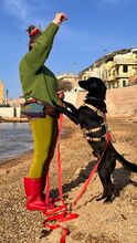 SOSO, Hund, Mischlingshund in Italien - Bild 13