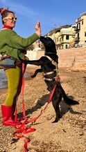 SOSO, Hund, Mischlingshund in Italien - Bild 14