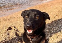 SOSO, Hund, Mischlingshund in Italien - Bild 2