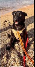 SOSO, Hund, Mischlingshund in Italien - Bild 3