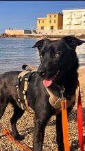 SOSO, Hund, Mischlingshund in Italien - Bild 4