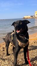 SOSO, Hund, Mischlingshund in Italien - Bild 5