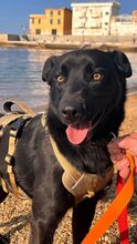 SOSO, Hund, Mischlingshund in Italien - Bild 6
