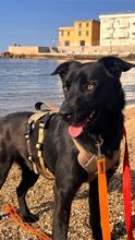 SOSO, Hund, Mischlingshund in Italien - Bild 7