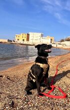 SOSO, Hund, Mischlingshund in Italien - Bild 8