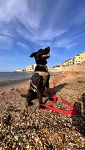 SOSO, Hund, Mischlingshund in Italien - Bild 9