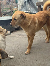SIGURD, Hund, Mischlingshund in Rumänien - Bild 1