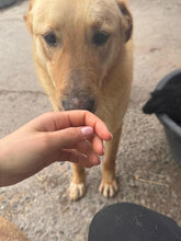 SIGURD, Hund, Mischlingshund in Rumänien - Bild 3