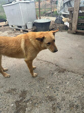 SIGURD, Hund, Mischlingshund in Rumänien - Bild 4