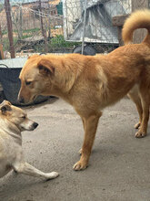 SIGURD, Hund, Mischlingshund in Rumänien - Bild 5