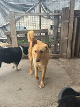 SIGURD, Hund, Mischlingshund in Rumänien - Bild 6