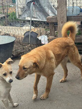 SIGURD, Hund, Mischlingshund in Rumänien - Bild 7