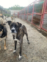 CANDELA, Hund, Mischlingshund in Rumänien - Bild 1