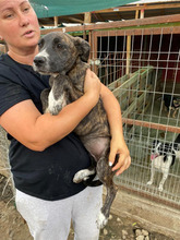 CANDELA, Hund, Mischlingshund in Rumänien - Bild 10