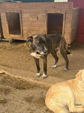 CANDELA, Hund, Mischlingshund in Rumänien - Bild 3