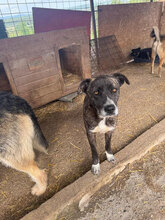 CANDELA, Hund, Mischlingshund in Rumänien - Bild 4