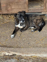 CANDELA, Hund, Mischlingshund in Rumänien - Bild 5