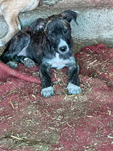 CANDELA, Hund, Mischlingshund in Rumänien - Bild 9