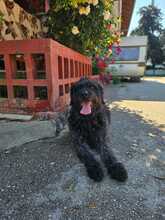 OTTO, Hund, Mischlingshund in Griechenland - Bild 1
