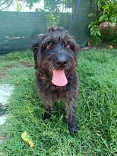 OTTO, Hund, Mischlingshund in Griechenland - Bild 3