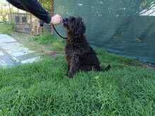 OTTO, Hund, Mischlingshund in Griechenland - Bild 4