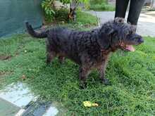 OTTO, Hund, Mischlingshund in Griechenland - Bild 5