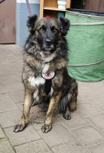 BJELLE, Hund, Mischlingshund in Ringsheim - Bild 3