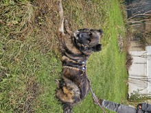 BJELLE, Hund, Mischlingshund in Ringsheim - Bild 7