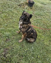 BJELLE, Hund, Mischlingshund in Ringsheim - Bild 8